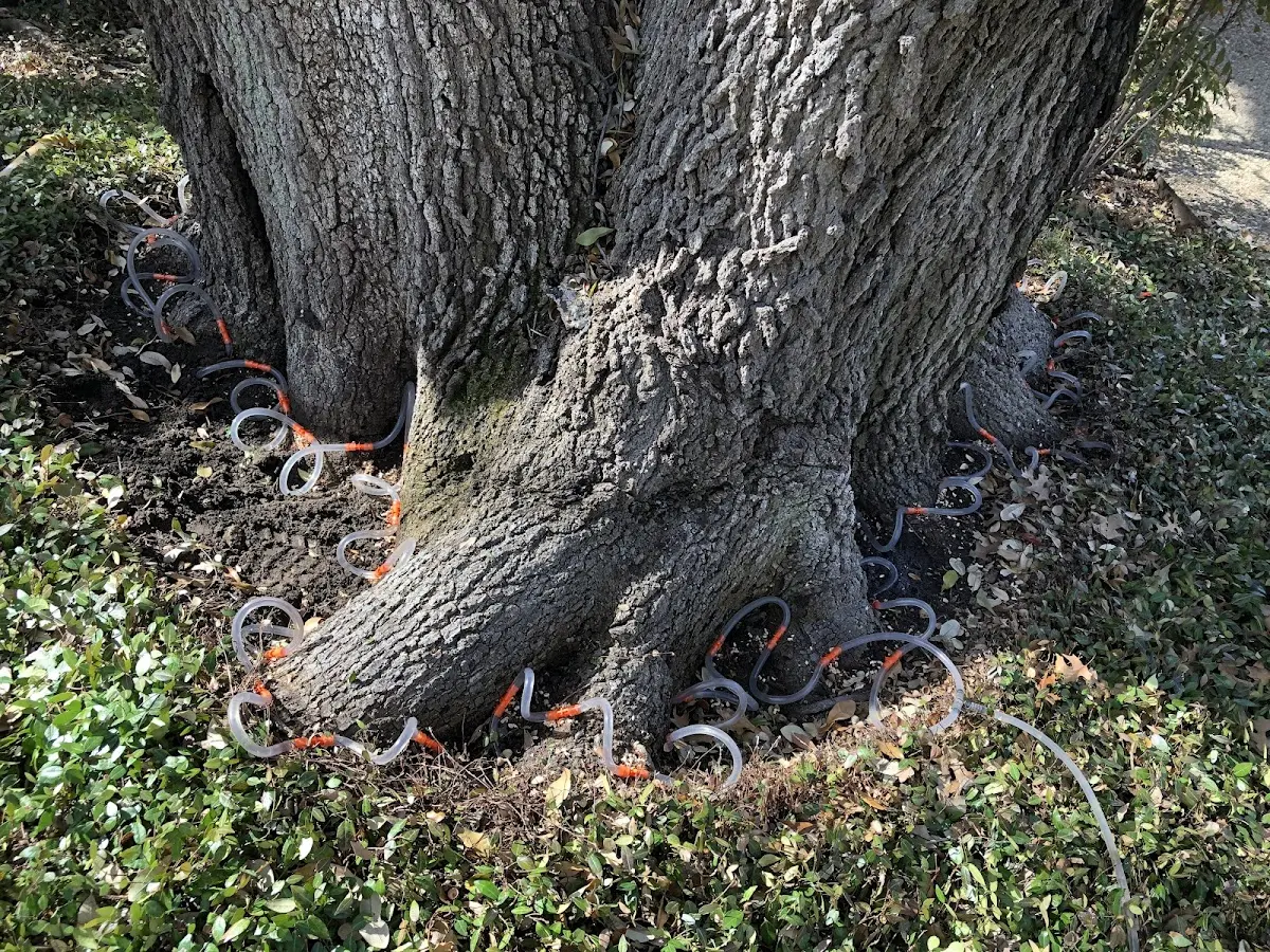 Detailed Tree Cabling and Bracing job site in Pembroke